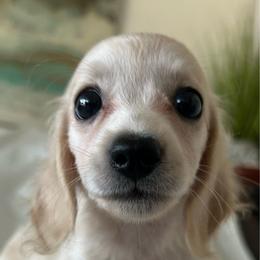 Sporty - Cream female Dachshund puppy in Sebring, Florida from Mini Weenies