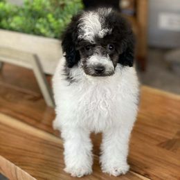 DeeOhGee - Poodle