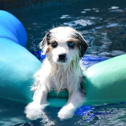 Miniature American Shepherd and Miniature Australian Shepherd Puppies from Ashland Miniature American Shepherds & Miniature Australian Shepherds