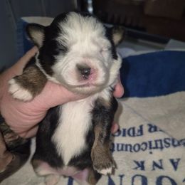 Black tri girl 4 - Black tri female Toy Australian Shepherd puppy in Madisonville, Tennessee from LaRose Farm & Kennels