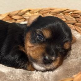 Sailor 3 - Blue and gold male Yorkshire Terrier puppy in Los Angeles, California from 818 Yorkies