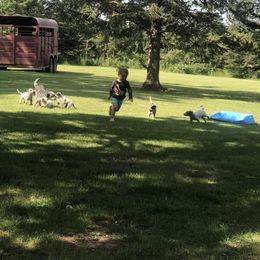 Australian Cattle Dog Puppies from Weleski Chocolate Heelers