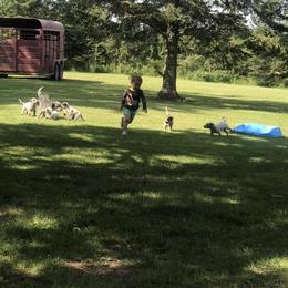 Australian Cattle Dog Puppies from Weleski Chocolate Heelers