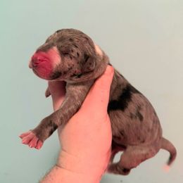 Newton - Mantle merle male Great Dane puppy in Bay Shore, New York from Gentle Giant Companions