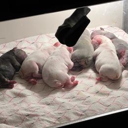 Bulldog and French Bulldog Puppies from Jhuntfrenchies