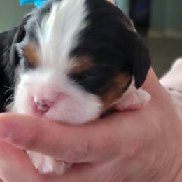 Cousin Eddie - Tri-color male Cavalier King Charles Spaniel puppy in Waterloo, Iowa from Muddy Paws Cavaliers