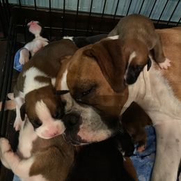 Boxer Puppies from Raynen Boxers, LLC