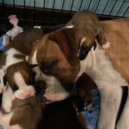 Boxer Puppies from Raynen Boxers, LLC