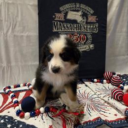 Boston - Tri-colored male English Shepherd puppy in Ozark, Missouri from Town & Country English Shepherds