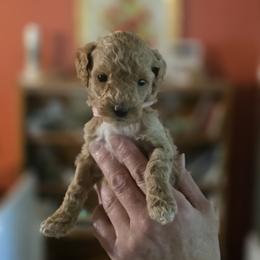 Harley Quinn - Apricot female Goldendoodle puppy in Milton, Florida from Sutton Place Doodles