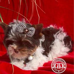 KoHaku - Parti female Yorkshire Terrier puppy in Prosper, Texas from DaintyDawlz