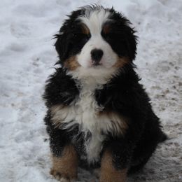 Eeyore - Bernese Mountain Dog puppy from Arlin Horst's Bernese Mountain Dogs