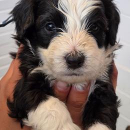 Tamale - Black and white male Aussiedoodle puppy in Lithia, Florida from Waterford Doodle Farm
