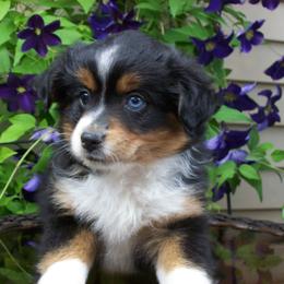 Marley - Black tri female Miniature Australian Shepherd puppy in Atwood, Illinois from Buck-Run Puppies
