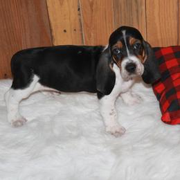 Ryley - Black white and brown female Basset Hound puppy in Dover, Arkansas from S&S American Bassets