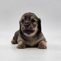 Dawn - Cream female Dachshund puppy in Zebulon, North Carolina from Salt of the Earth Dachshunds