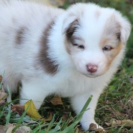 Cedar - Red merle male Australian Shepherd puppy in Granville, Ohio from River Trails Aussies