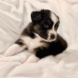 Sage (PINK COLLAR) - Black tri-color female Australian Shepherd puppy in Morehead City, North Carolina from Crab Point Australian Shepherds