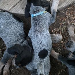 Bluetick Coonhound Puppies from Candra Bessent