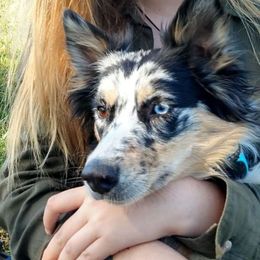 Auzzie - Australian Shepherd