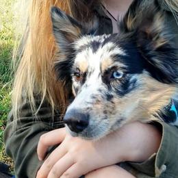 Auzzie - Australian Shepherd