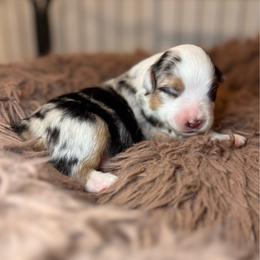 Girl 1 - Blue merle female Miniature Australian Shepherd puppy in Massapequa, New York from All That Auss Mini Aussies