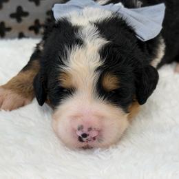Miss Riley - Tri-color female Bernedoodle puppy in Hegins, Pennsylvania from Bubbling Springs Doodles, LLC