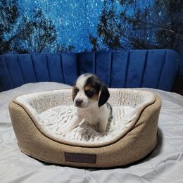 Tri Girl - Black tan and white female Beagle puppy in New River, Arizona from Desert Mountain Dobermans