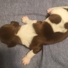 Kleine Munsterlander Puppies from Prairie State Kennel