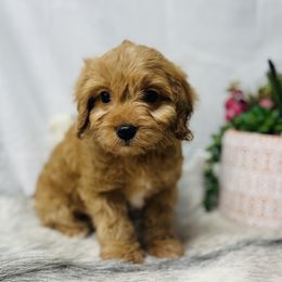 Banks - Red Cavapoo puppy in Miami, Oklahoma from BriarCreek Mini Aussies & Doodles