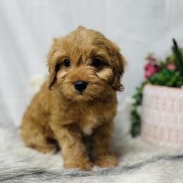 Banks - Red Cavapoo puppy in Miami, Oklahoma from BriarCreek Mini Aussies & Doodles