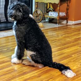 Australian Shepherd, Goldendoodle, and Poodle All Grown Up from Country Poos and Dos