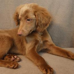 Dandy - Brown male Bernedoodle puppy in Westminster, South Carolina from Goldendoodlepuppiessc