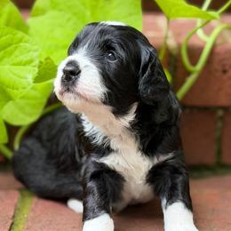 Baltic - Black and white female Bernedoodle puppy in Russellville, Arkansas from Crossgate Doodles