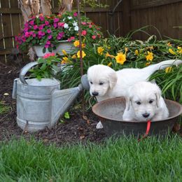 Golden Retriever Puppies from Starbrite Golden Retrievers