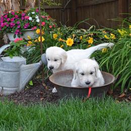 Golden Retriever Puppies from Starbrite Golden Retrievers