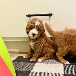 Bagel - Red female Cavapoo puppy in Beresford, South Dakota from DAKOTA DOOD RANCH
