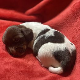 Danica - Piebald female Dachshund puppy in Richmond, Virginia from Paw Prints