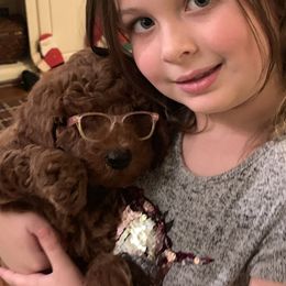 Goldendoodle Puppies from Cooley Doodles