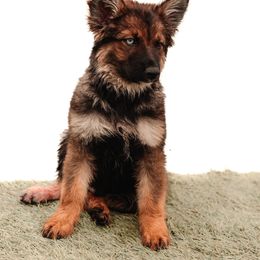 Dune - male Sporty Mix puppy in Mesa, Arizona from Savage K9 Kennels