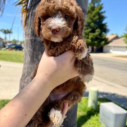 White Collar - Parti female Assorted Doodle Crosses puppy in Marysville, California from Dailey Doodles and Dachshunds