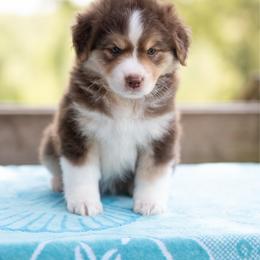Jamaica - Red tri-color female Miniature American Shepherd puppy in Groesbeck, Texas from Empire Miniature American Shepherds