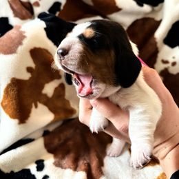 Magenta Female - Black brown and white Basset Hound puppy in Seminole, Texas from Savage Sisters Basset Hounds
