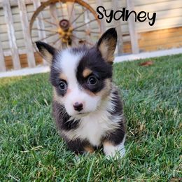 Pembroke Welsh Corgi and Poodle Puppies from Windy Willows