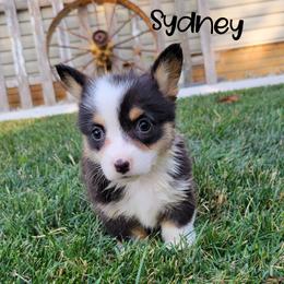 Pembroke Welsh Corgi and Poodle Puppies from Windy Willows