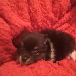 Pomeranian Puppies from Cynthia Marquez