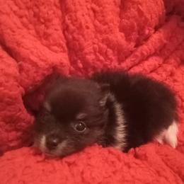 Pomeranian Puppies from Cynthia Marquez
