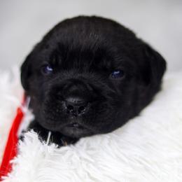 Red Collar - Black female Cane Corso puppy in Dayton, Ohio from Black Knight Cane Corso