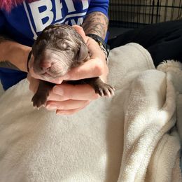 Chocolate Female (white diamond) - Brown female Poodle puppy in Mendenhall, Mississippi from Red Bayou Kennels, LLC