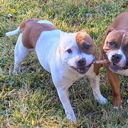 Staffordshire Bull Terriers from Brendale Staffies